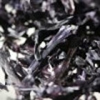 Algues sèches feuilles