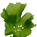 Laitue de mer en feuilles entières, 50g