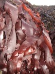 Dulse sauvage au sel, 250g