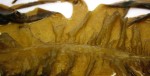 Wakamé au sel, 250g